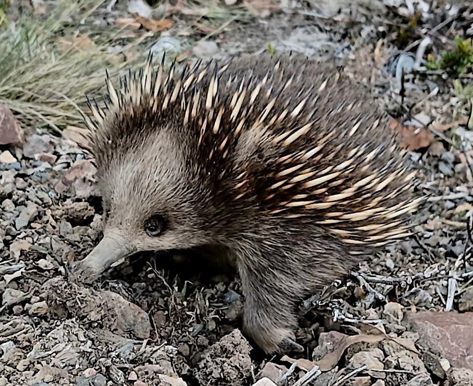 Echidna piept weer omhoog