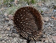 Echidna loopt rustig weg