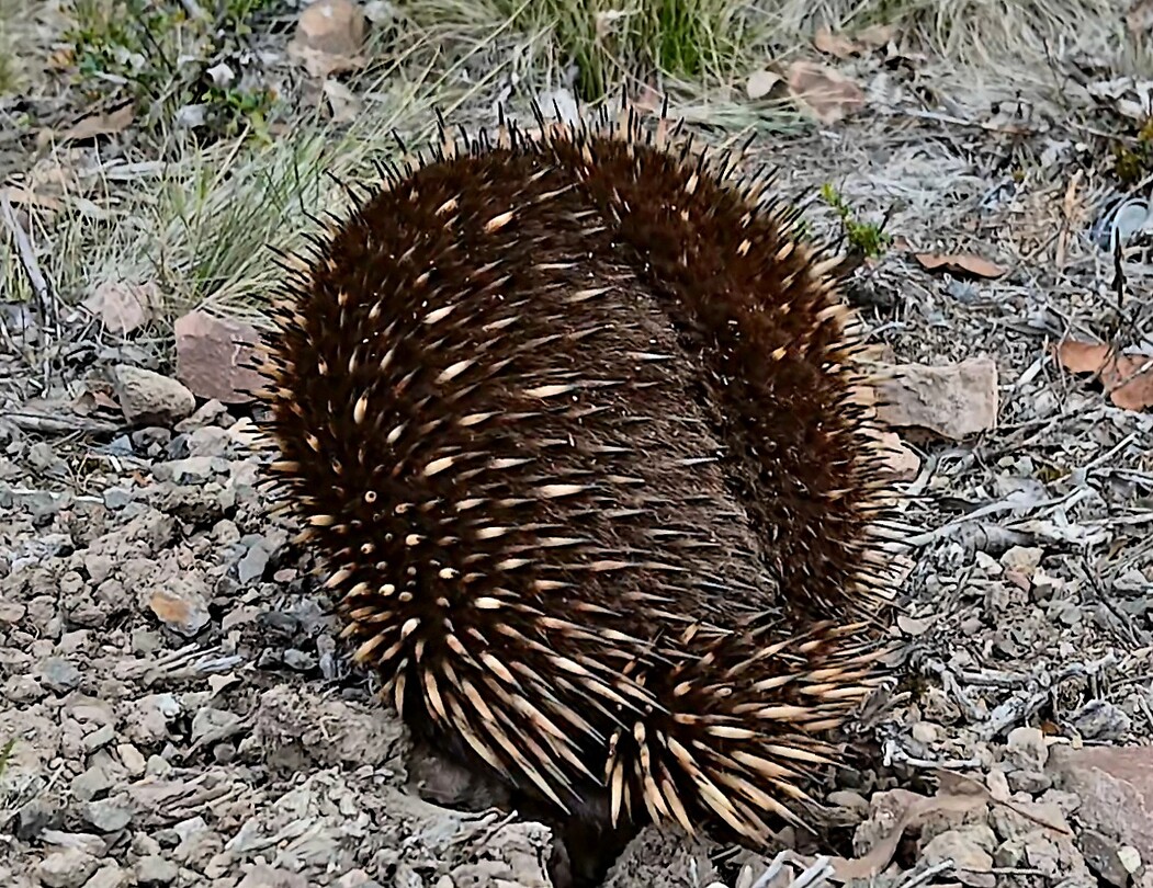 Echidna loopt rustig weg