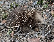 Echidna angst overwonnen, eerst verkennen voordat ie doorgaat