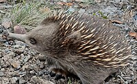 Echidna heeft angst overwonnen en blijft met kopje buiten