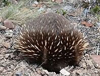 Echidna schrikt alweer