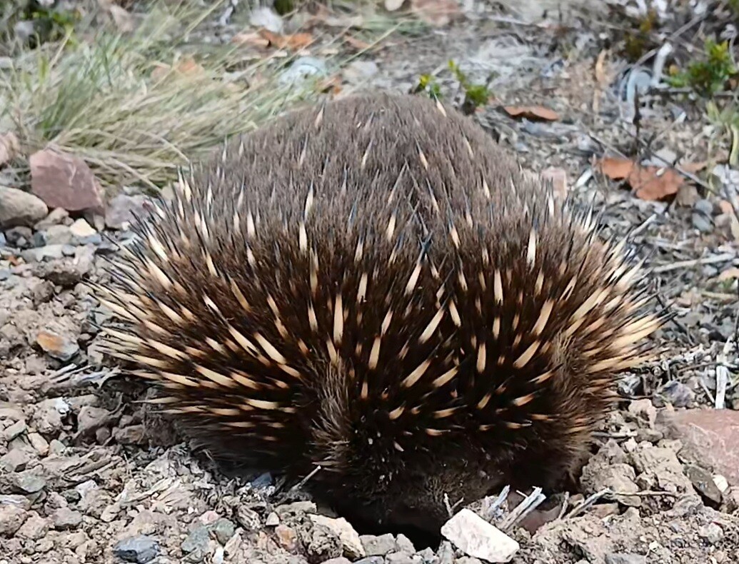 Echidna schrikt alweer