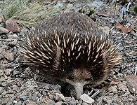Echidna probeert te piepen