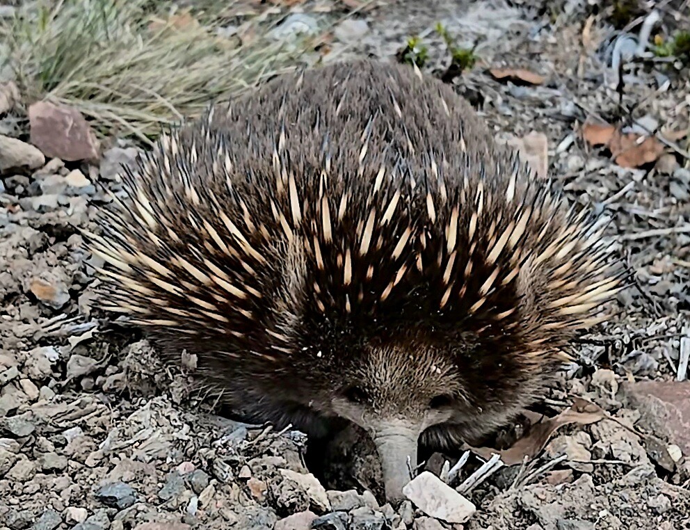 Echidna probeert te piepen