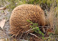 Lichtbruine Echidna