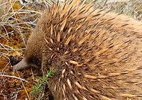 Lichtbruine Echidna
