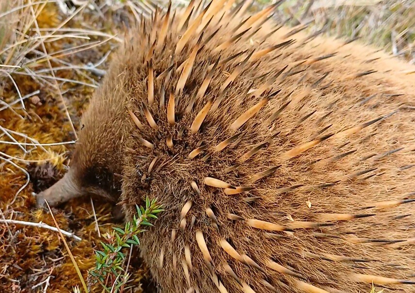 Lichtbruine Echidna