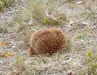 Bange Echidna lijkt op een  reuze-kastanjebolster