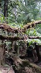 Trowutta Jungle wandeling naar Cenote
