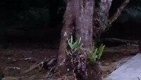 Pademelon rond de tent