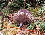 De zoveelste echidna!