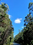 Sumac Forest