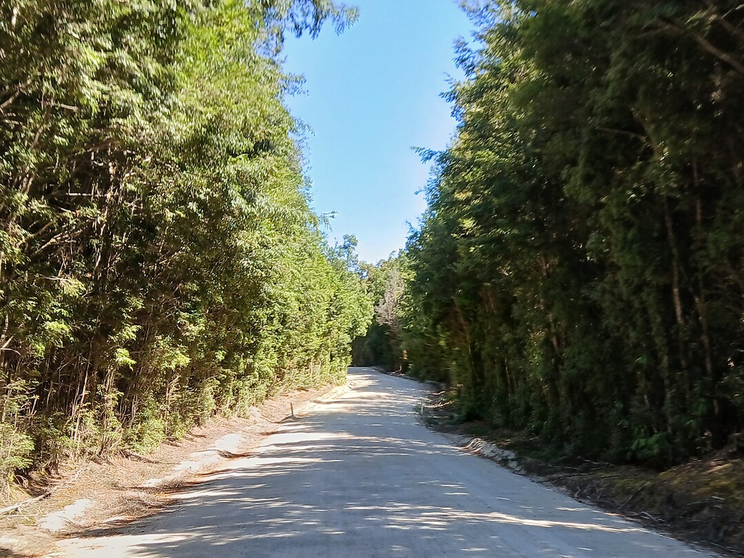 Bernafai ridge conservation area