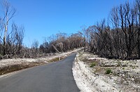 Bernafai ridge conservation area