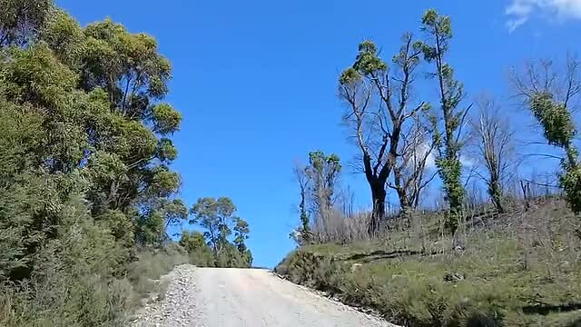 Lange eucalyptusbomen naast de weg
