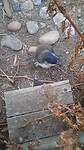 Kleine dwergpinguins