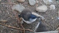 Kleine dwergpinguins
