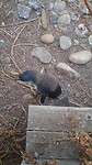 Kleine dwergpinguins