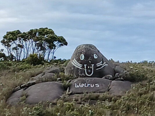 De stenen.walrus
