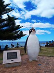 De pinguin van Penguin
