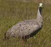 Foto internet Hoendergans