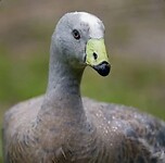 Foto internet Hoendergans