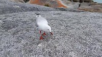 Rijstcracker Pets Krak en meeuw happy
