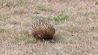 Actieve waggelende Echidna Hoe schattig! Die pootjes!