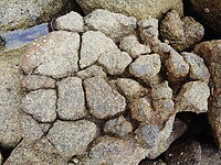 Krakkelee-rots