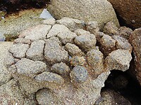 Krakkelee-rots