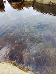 Zeewier in het heldere water