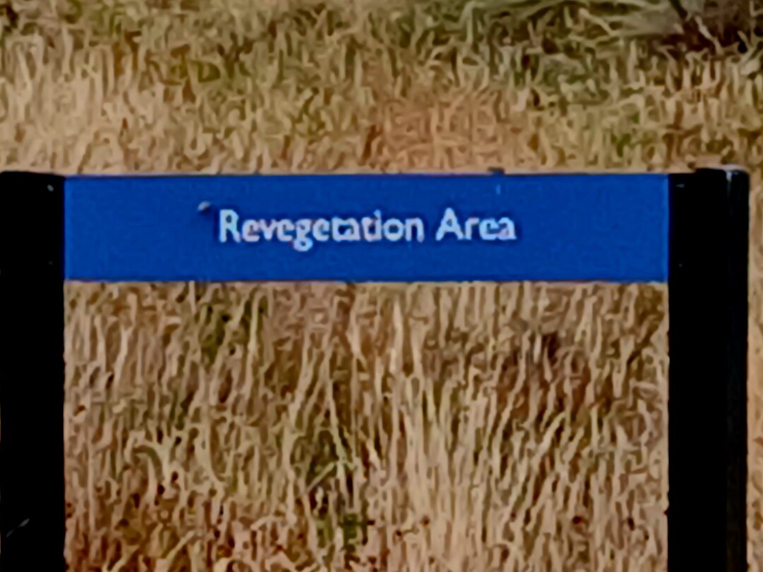 Revegetation Area