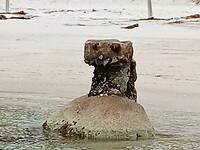 Van koala naar Wall E