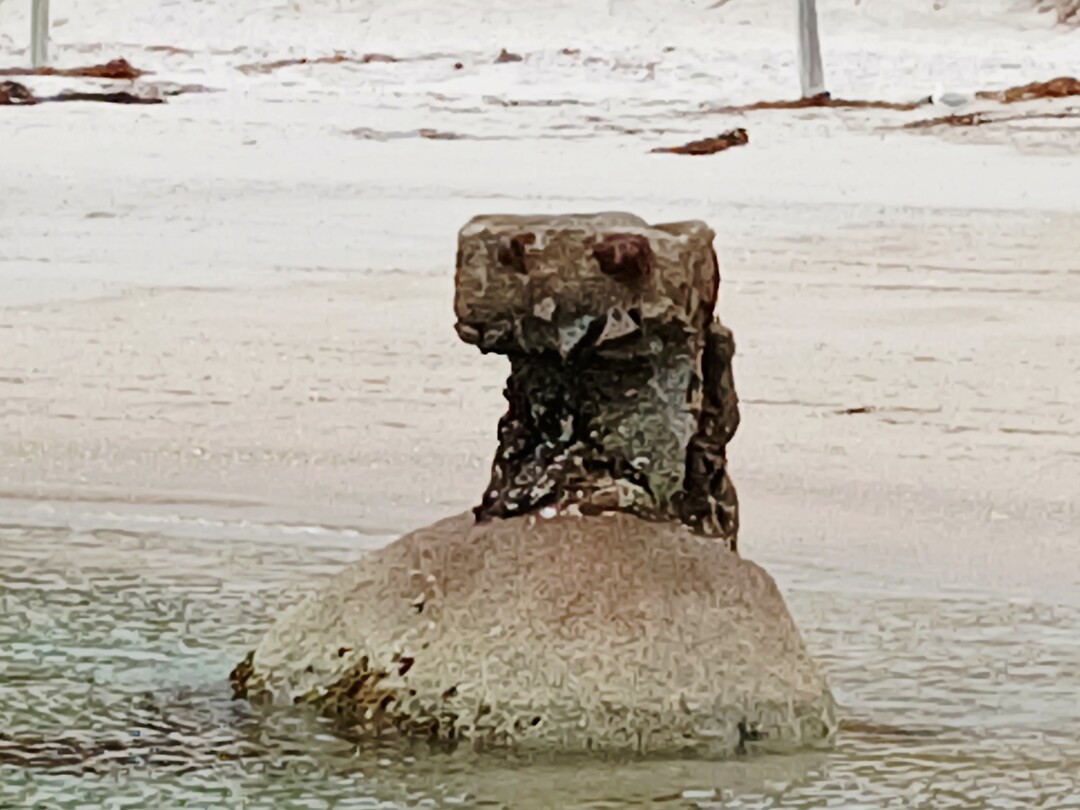 Van koala naar Wall E