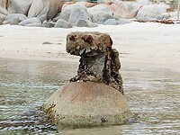 Van koala naar Wall E