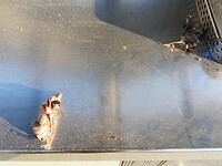 Valt er een ander dood baby-vogeltje naar beneden