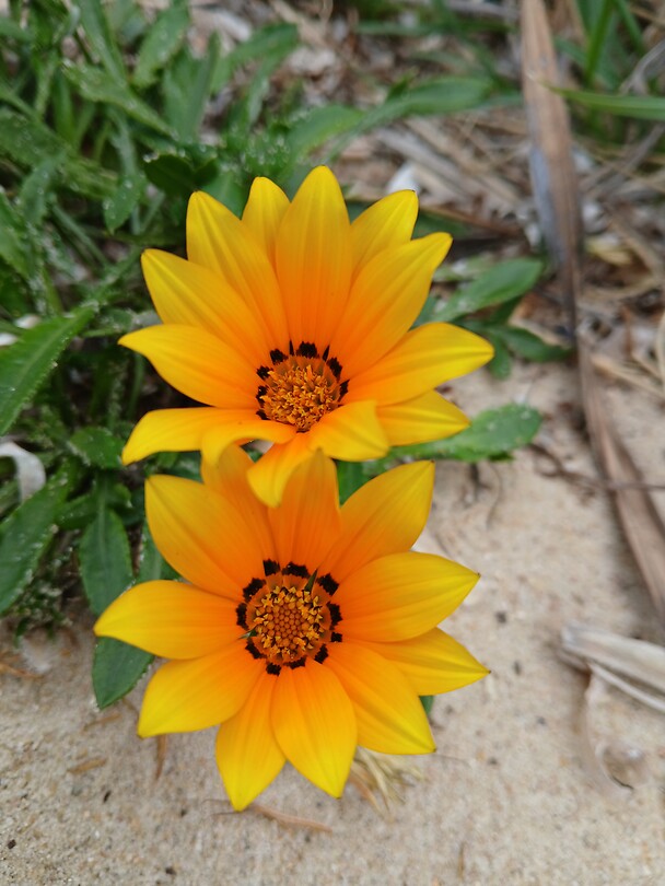 Ganzanias alias middaggoudbloemen