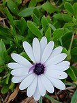 Margriet