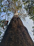 Tallowwood, soort eucalyptusboom