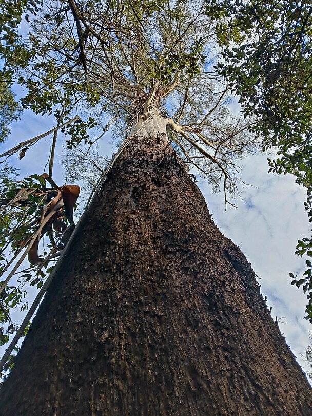 Tallowwood, soort eucalyptusboom
