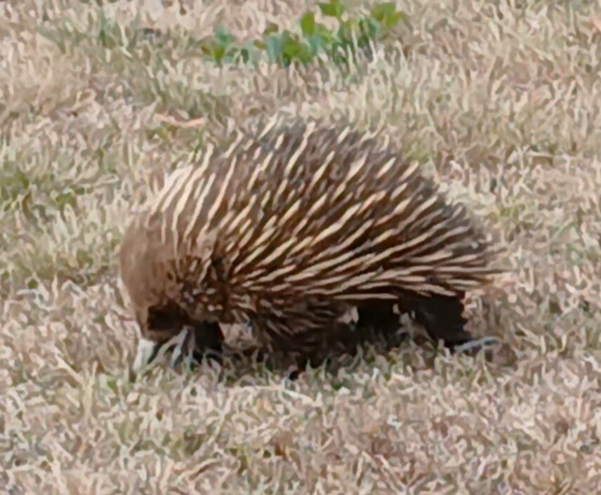 Een van de vele echidna's