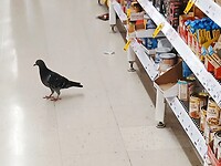 Duiven in de supermarkt