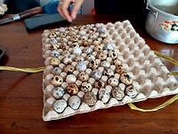 Kwarteleitjes