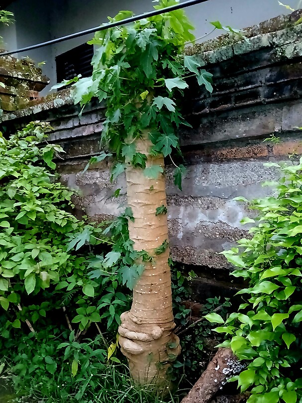 Papayaboompje