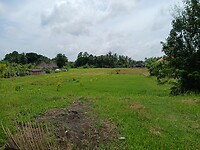Eerste rijstvelden naast woningen