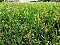 Deze rijstplanten (Oryza sativa) zijn rijp voor de oogst