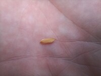 Rijstkorreltje van de plant Oryza sativa
