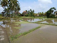De paddy fields zijn omgeven door lage lemen walletjes die het water vasthouden