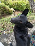 Deze Bali dog bijt niet, maar komt lief tussen ons zitten